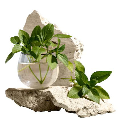 MEDICINAL PLANTS