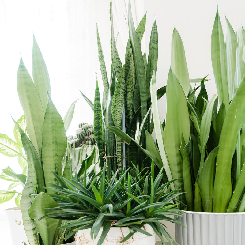 OXYGEN PLANTS