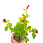 Red-Hot Cat’s Tail | Dwarf Chenille Plant