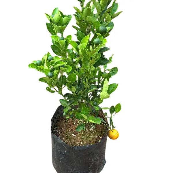 Bushy Orange Plant With Fruits