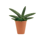 Starfish Snake Plant | Sansevieria Cylindrica Boncel | Sansevieria Boncel Starfish