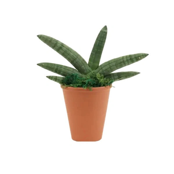 Starfish Snake Plant | Sansevieria Cylindrica Boncel | Sansevieria Boncel Starfish