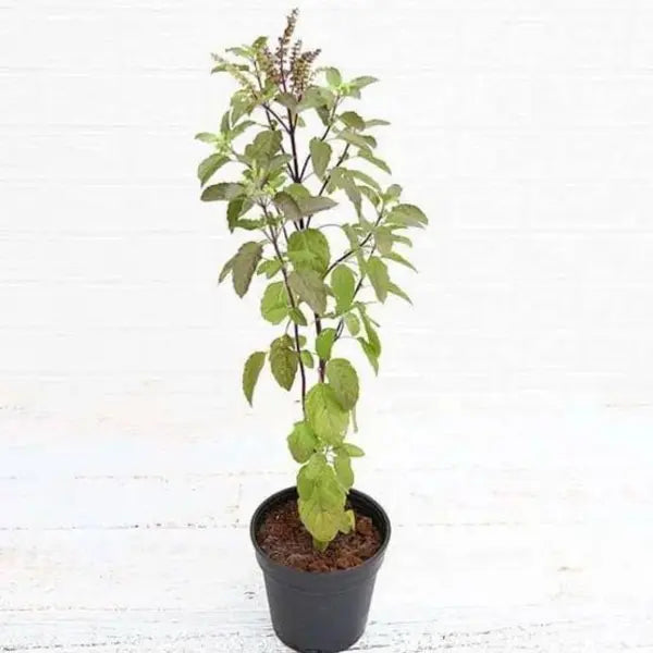 Krishna Tulsi