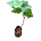 Black Seedless Grape Plant
