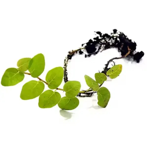 Ficus pumila, Wall creeper, Creeping fig – Trending Wall Creeper