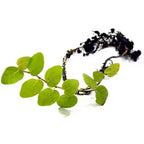 Ficus pumila, Wall creeper, Creeping fig – Trending Wall Creeper