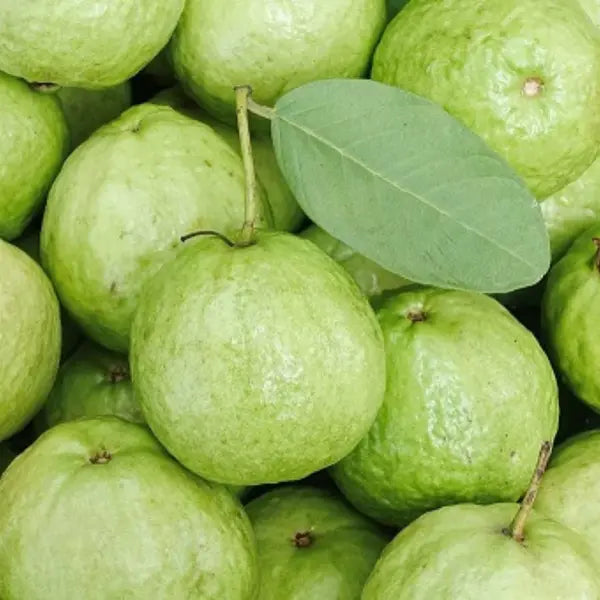 L49 Guava, PeraL49 Guava, Pera L49 Guava, Pera