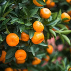 Bushy Orange Plant With Fruits