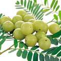 Gooseberry Plant (Nellikka)