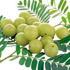 Gooseberry Plant (Nellikka)
