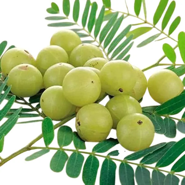 Gooseberry Plant (Nellikka)
