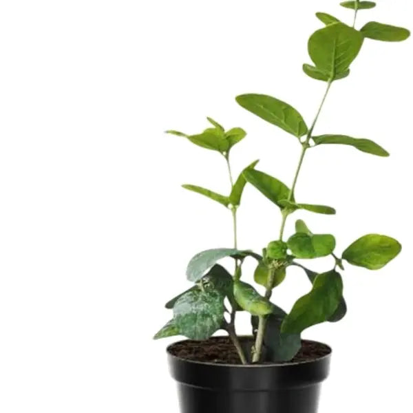 Fragrant Jasmine Flower Plant