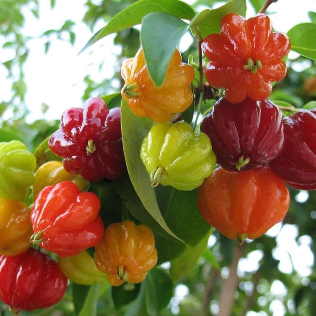 Surinam Cherry Plant