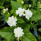 Fragrant Jasmine Flower Plant