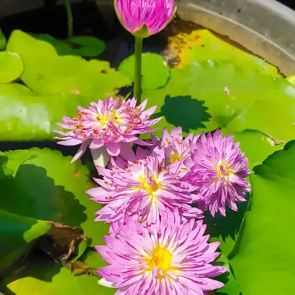 Papron Pink Water Lily