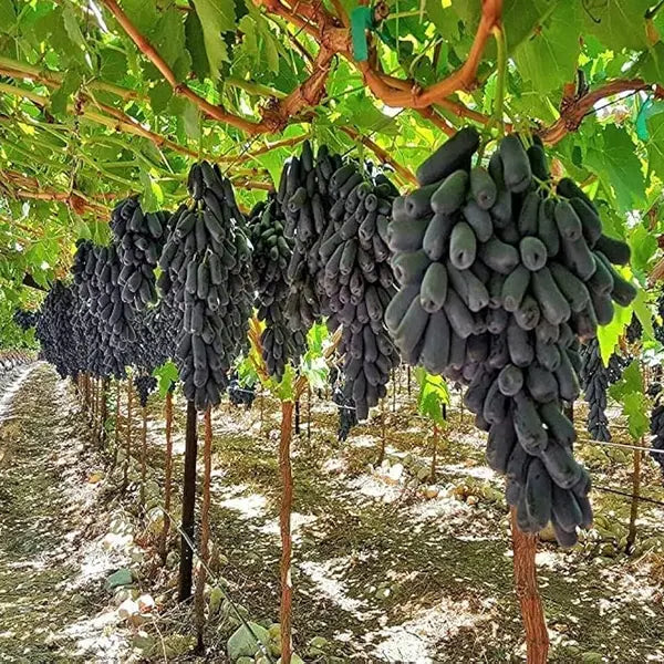 Black Seedless Grape Plant