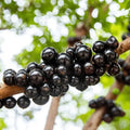 Jabuticaba Fruit Plant Red