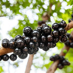 Jabuticaba Fruit Plant Red