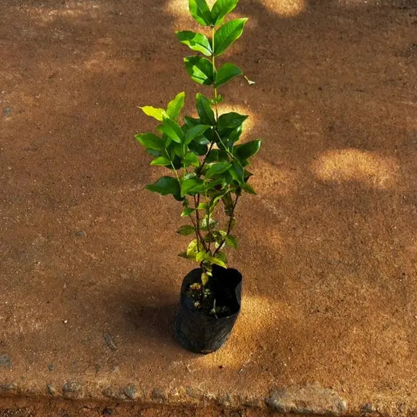 Jabuticaba Fruit Plant Red