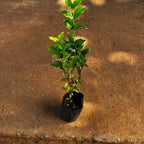 Jabuticaba Fruit Plant Red