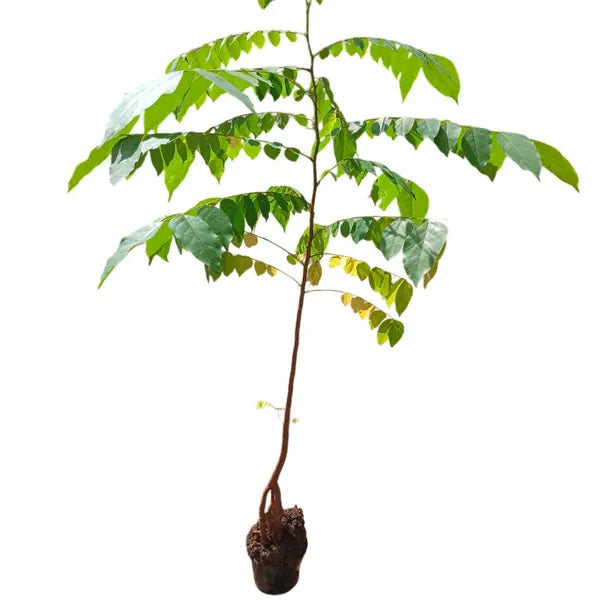 Star Fruit Plant