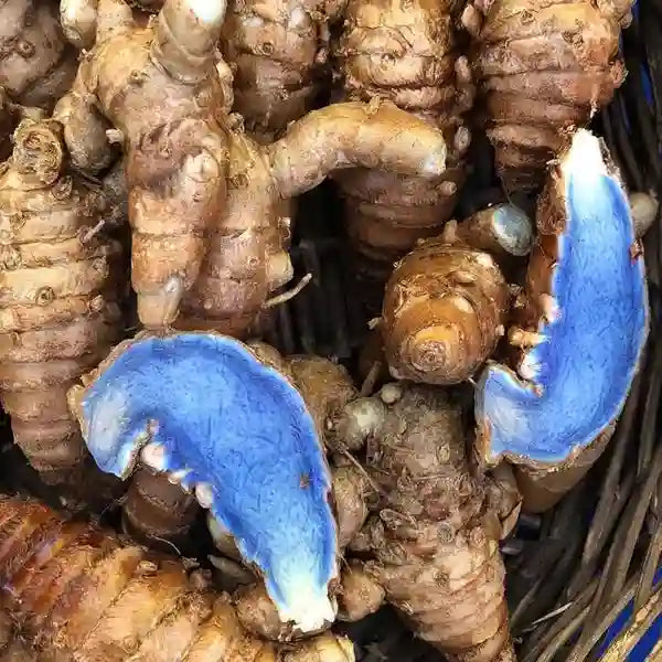 Black ginger, Kari manjal plant