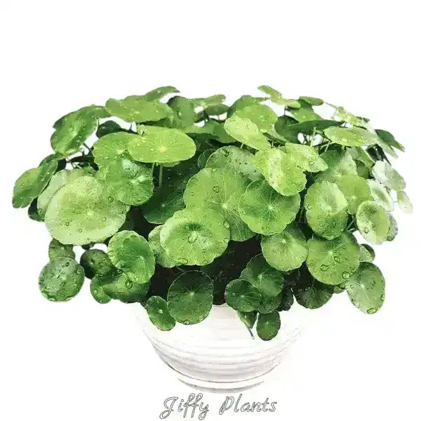Pennywort, Copper Coin, Lucky Plant, Money Plant