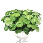 Pennywort, Copper Coin, Lucky Plant, Money Plant