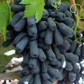 Black Seedless Grape Plant