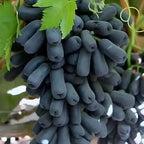Black Seedless Grape Plant