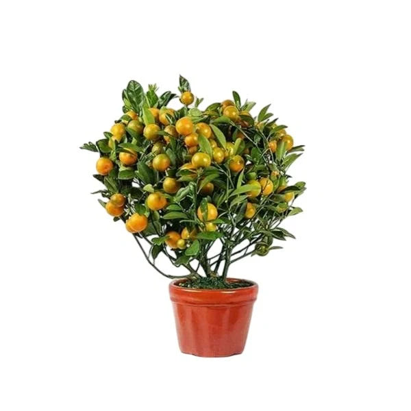 Bushy Orange Plant With Fruits