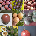 Combo Of 8 Rare Passion Fruit Seeds