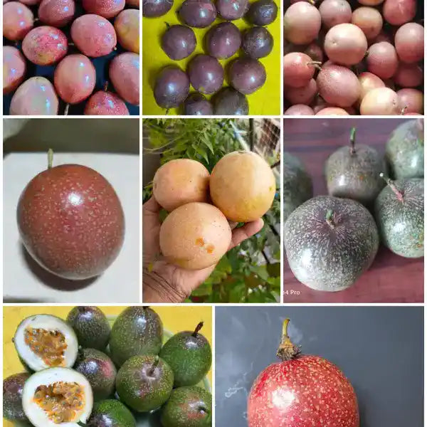 Combo Of 8 Rare Passion Fruit Seeds
