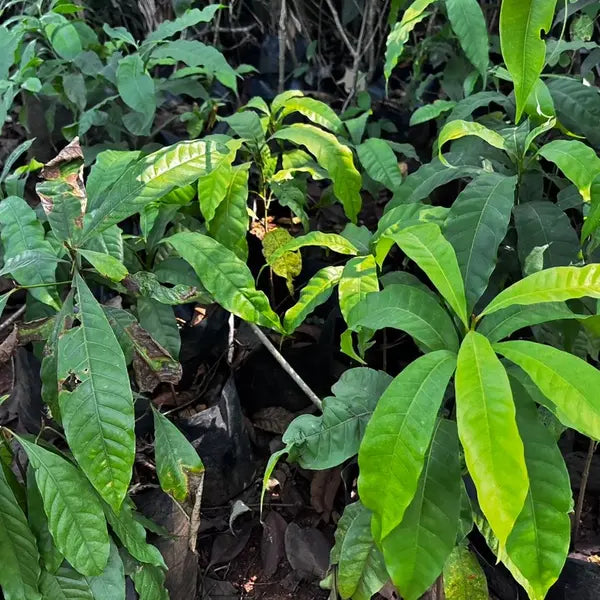 Abiu Fruit Plant