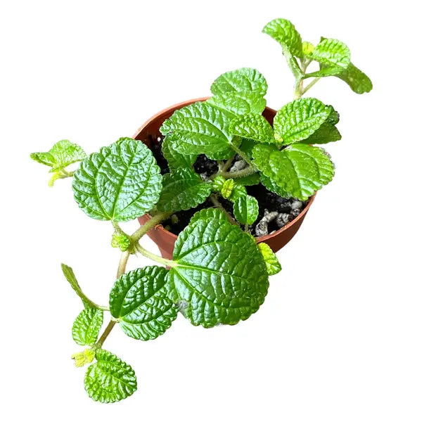 Creeping Charlie | Pilea Nummulariifolia Plant