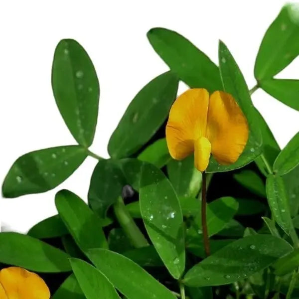 Rhizoma Peanut, Arachis Glabrata Plant