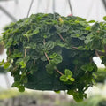 Creeping Charlie | Pilea Nummulariifolia Plant