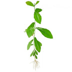 Curtain Creeper Plant, Parda bel, Vernonia Creeper Live Plant