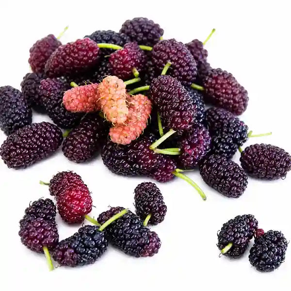 Mulberry Plant