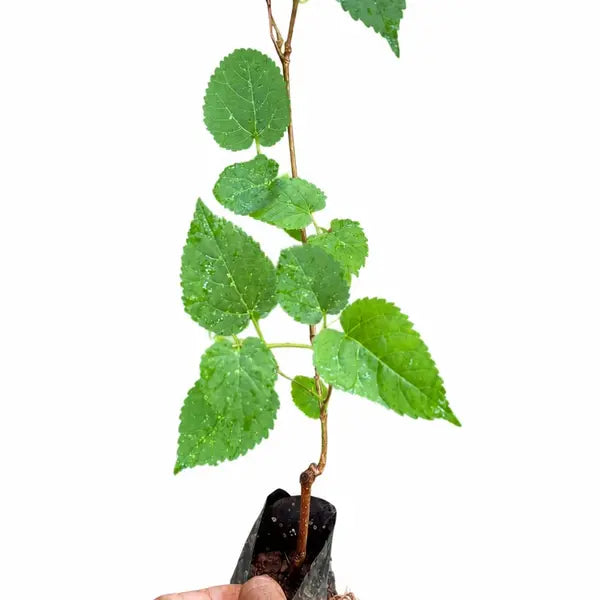 Mulberry Plant