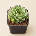 Laxmi Kamal Plant (Sempervivum)
