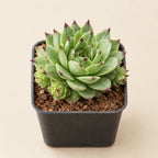 Laxmi Kamal Plant (Sempervivum)