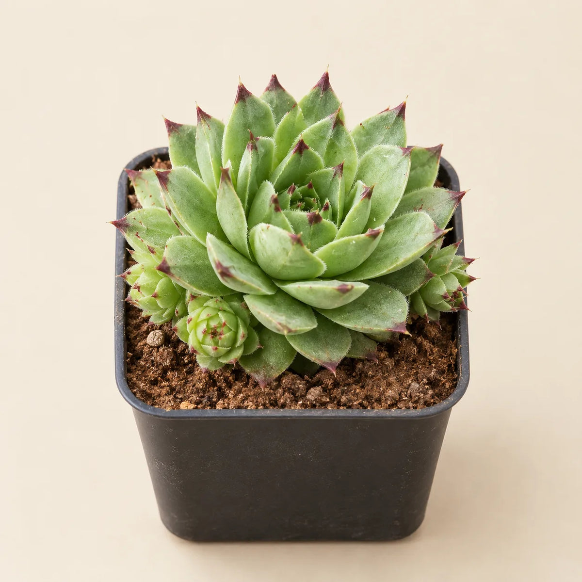 Laxmi Kamal Plant (Sempervivum)