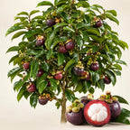 Mangosteen Fruit Plant