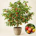 Surinam Cherry Plant