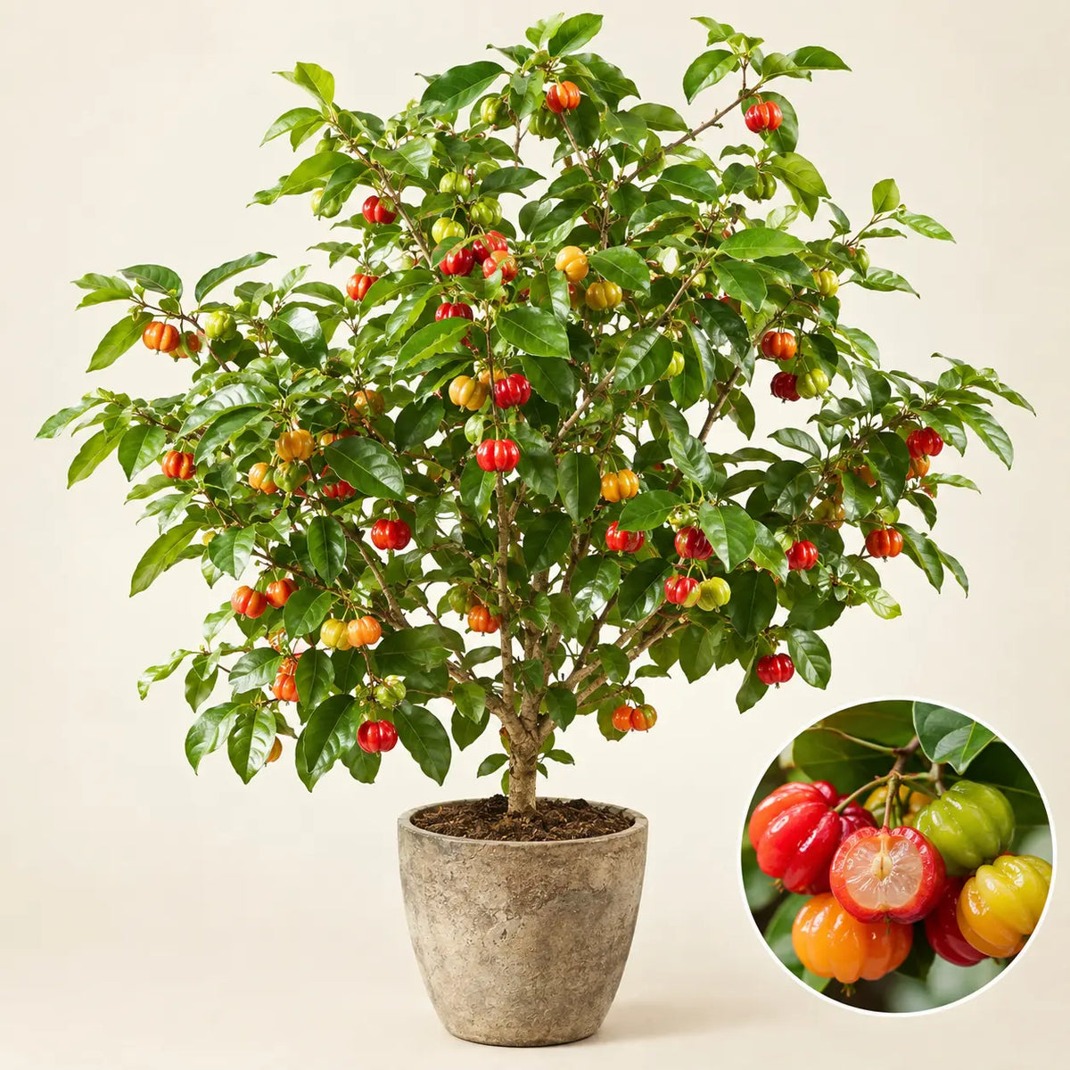 Surinam Cherry Plant