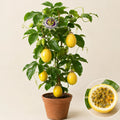 Yellow Passion Fruit Plant