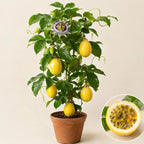 Yellow Passion Fruit Plant
