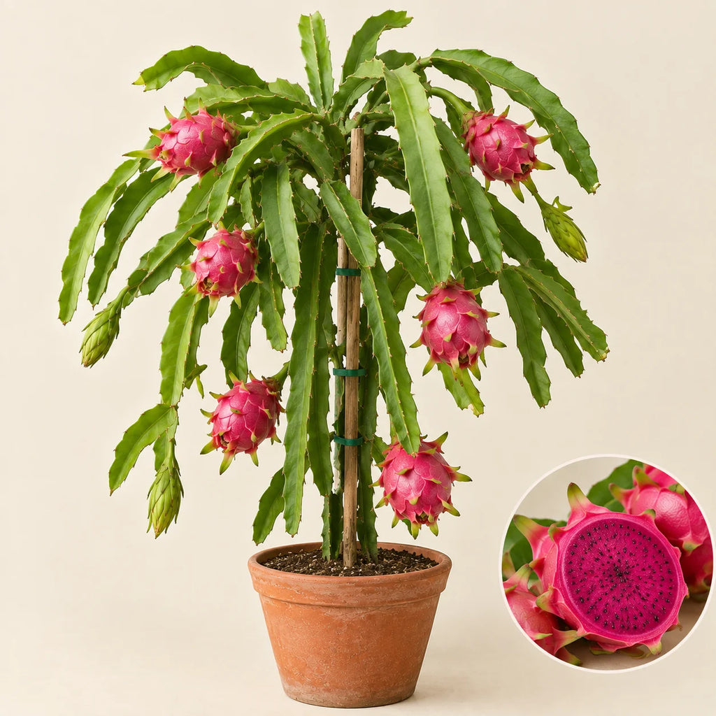 Dragon Fruit Plant