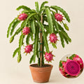 Dragon Fruit Plant